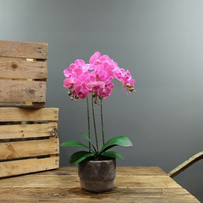  Aragon Medium Phalaenopsis-Pink in Cement Pot-3 Stems H52cm(1/12)