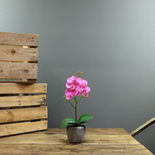  Medium Phalaenopsis-Pink in Concrete Pot-1 stem H35cm(1/24)