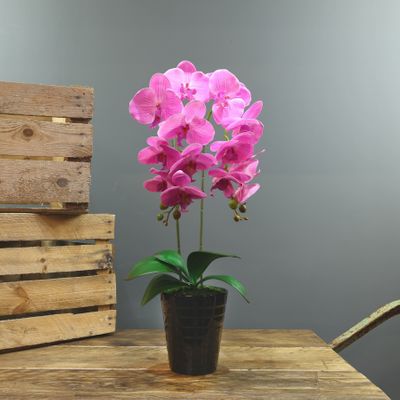 Aragon Phalaenopsis-Pink in Ceramic Pot-2 stems H58m(1/12)