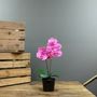 Aragon Phalaenopsis-Pink in Ceramic Pot -2 stems H40cm(1/12)