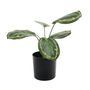 Plant house Ctenanthe 34cm potted (2/6)