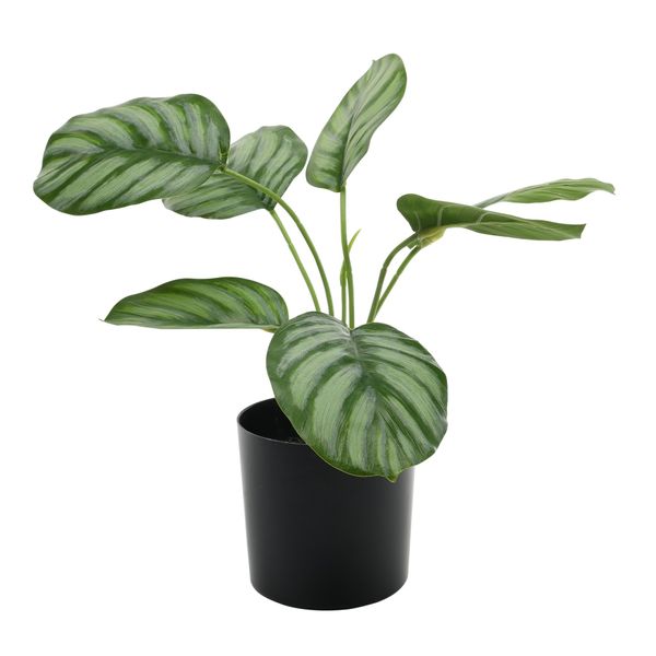 Plant house Calathea 38cm potted (12/120)