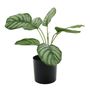 Plant house Calathea 38cm potted (12/120)