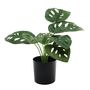 Plant house monstera 40cm potted (12/120)