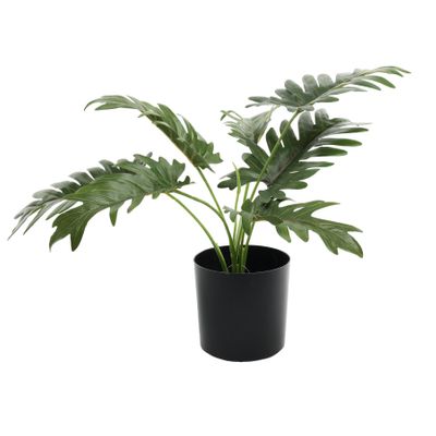 Plant house philo 40cm potted  (12/120)