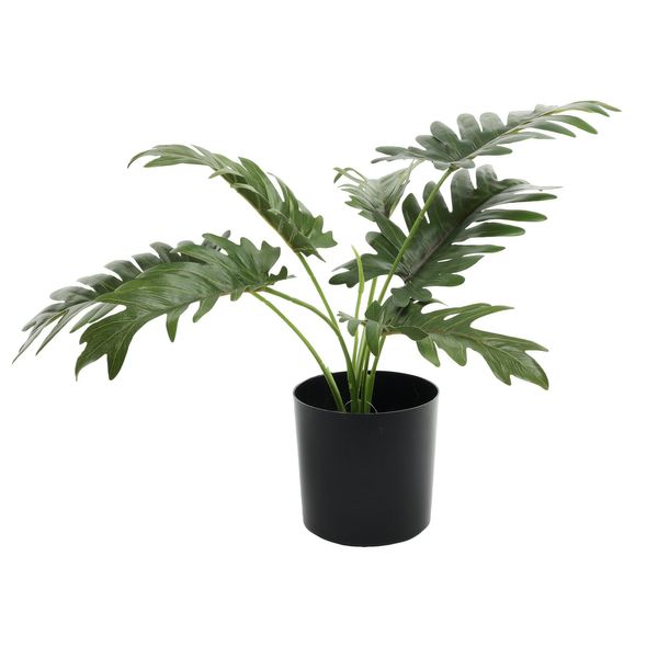 Plant house philo 40cm potted  (12/120)