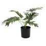 Plant house philo 40cm potted  (12/120)