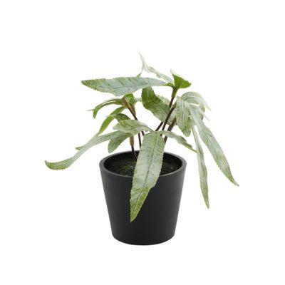 Plant house pteris 13cm potted ( 12/24)