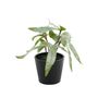 Plant house pteris 13cm potted ( 12/24)