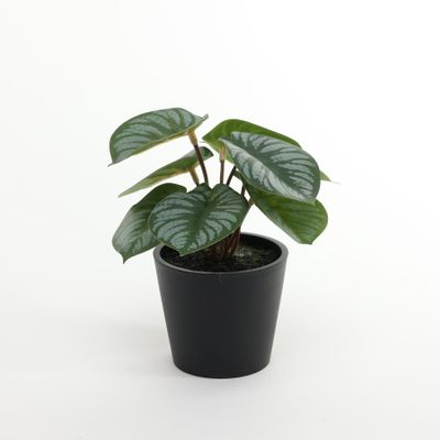 Plant house Calathea 13cm potted (12/24)