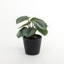 Plant house Calathea 13cm potted (12/24)