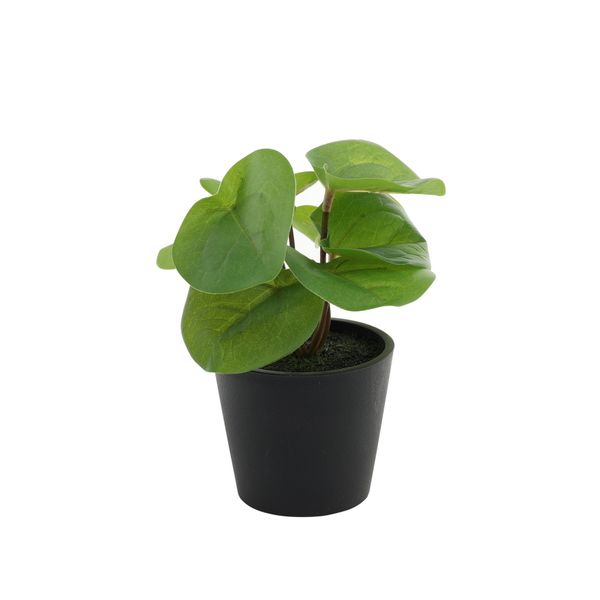 Plant house pilea 13cm potted (12/24)