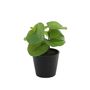 Plant house pilea 13cm potted (12/24)