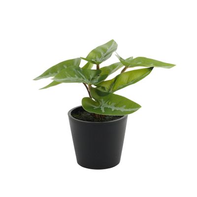 Plant House Mini Syngonium 13cm potted (12/24)