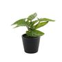 Plant House Mini Syngonium 13cm potted (12/24)