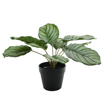 Plant House Calathea 30cm potted (2/12)