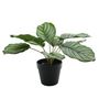 Plant House Calathea 30cm potted (2/12)