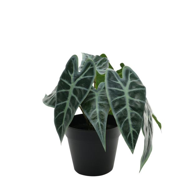 Plant House caladium 23cm potted (2/12)