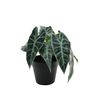 Plant House caladium 23cm potted (2/12)