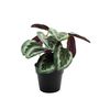 Plant House Calathea 22cm potted (12/72)