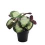 Plant House Calathea 22cm potted (12/72)