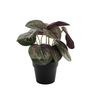 Plant house Calathea 22cm potted (12/72)