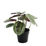 Plant House Calathea 22cm potted (12/72)