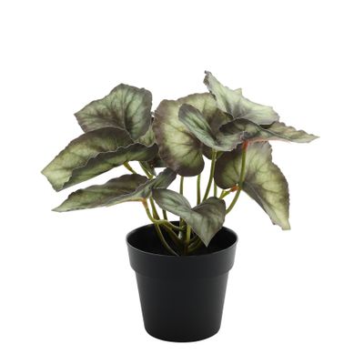 Plant House Begonia 22cm potted (12/72)