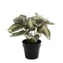 Plant House Begonia 22cm potted (12/72)