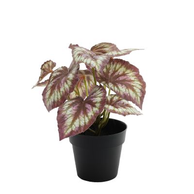 Plant House Begonia 22cm potted  (12/72)