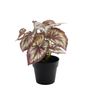 Plant House Begonia 22cm potted  (12/72)