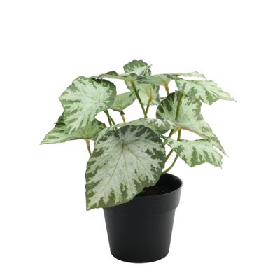 Plant House Begonia 22cm potted  (12/72)
