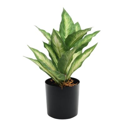 Plant House Dieffenbachia 20cm potted Green (12/36)