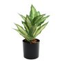 Plant House Dieffenbachia 20cm potted Green (12/36)