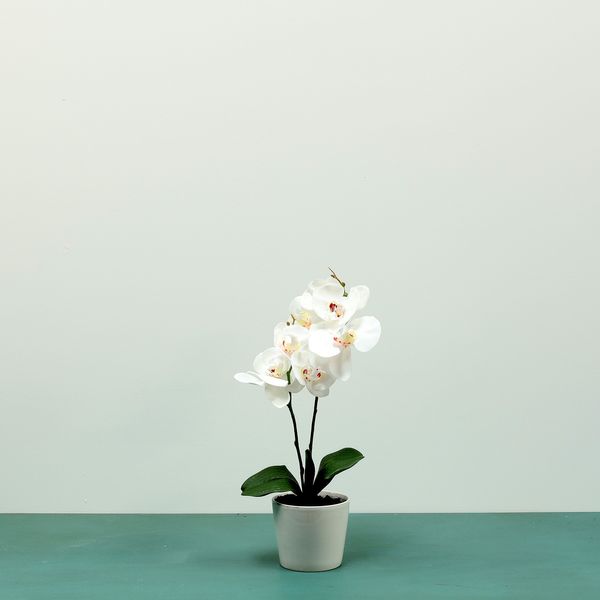 Aragon Phalaenopsis-White in Ceramic Pot-1 stem H42cm(1/12)