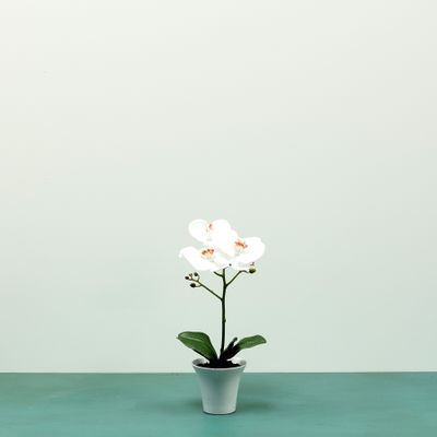 Aragon Phalaenopsis-White in Ceramic Pot -1 stem H38cm(1/12)