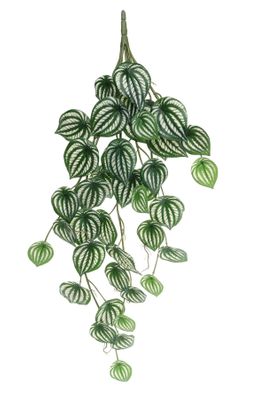 Plant House Trailing Calathea 80cm (12/48)