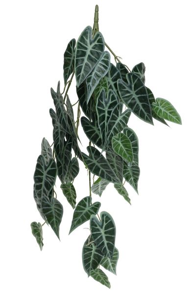 Plant House Trailing Caladium 80cm (12/48)