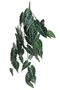 Plant House Trailing Caladium 80cm (12/48)