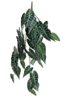 Plant House Trailing Caladium 80cm (12/48)