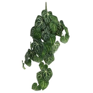 Plant House Trailing Syngonium 80cm (12/48)