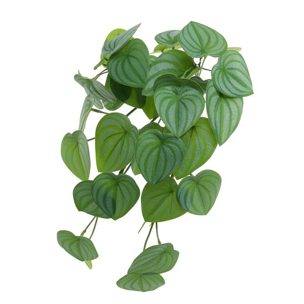 Plant House Trailing Scindapsus 40cm (12/240)