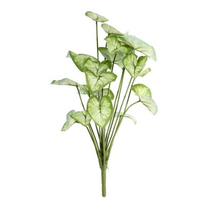 Plant House Syngonium 46cm (12/60)