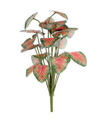 Plant House Caladium 46cm (12/60)