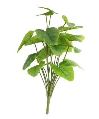 Plant House Philo 46cm (12/60)