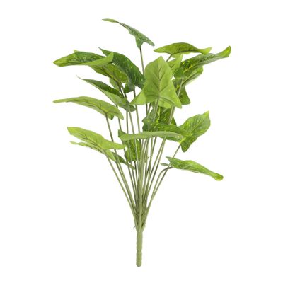 Plant House Syngonium 46cm (12/60)
