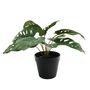 Plant House Monstera 30cm potted (2/12)