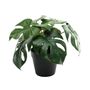 Plant House Monstera 23cm potted (2/12)