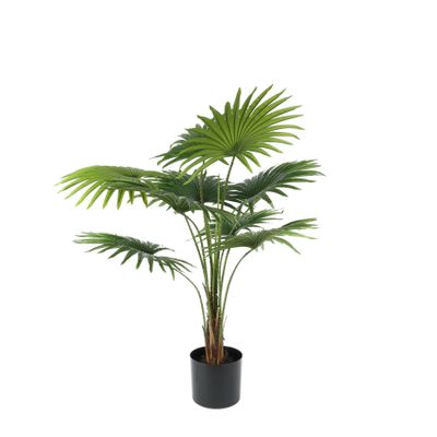 Plant House Fan Palm 90cm potted (1/4)