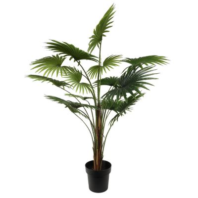 Plant House Fan Palm 120cm potted (1/4)